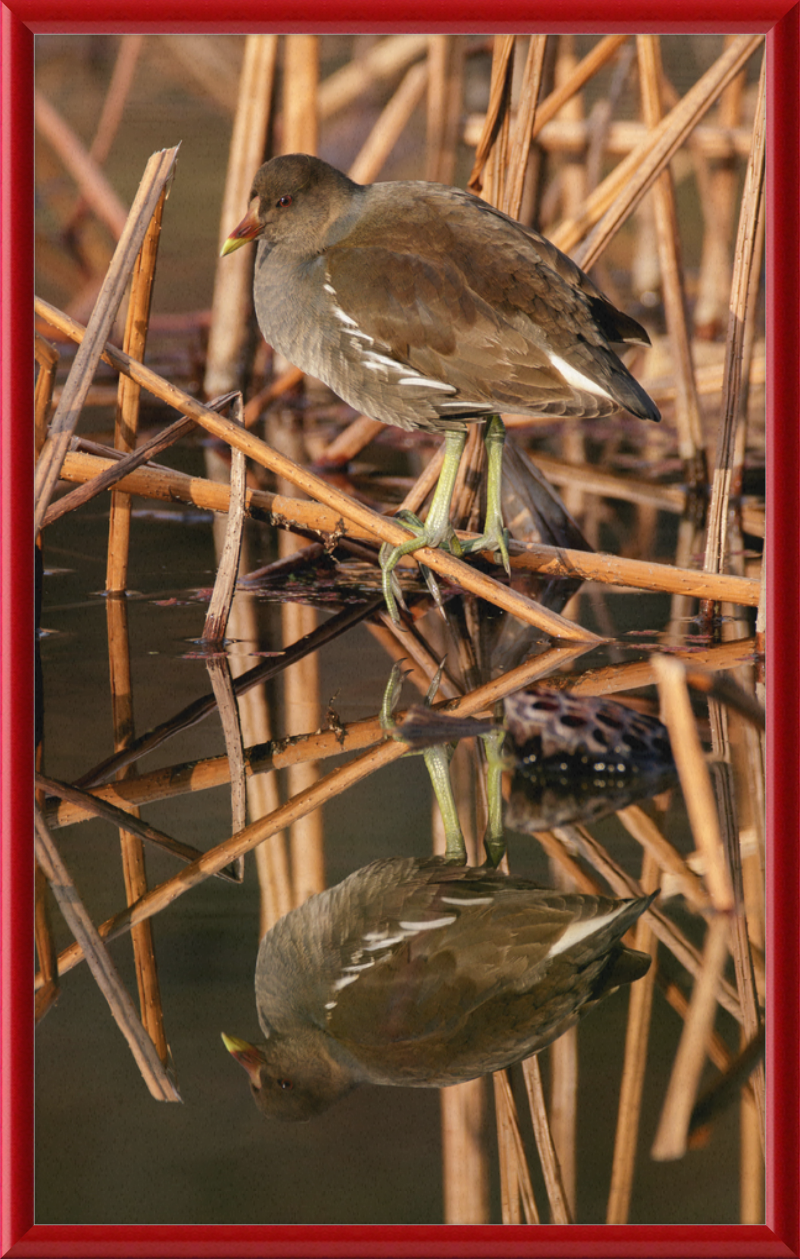 Common Moorhen in Suita, Osaka, Japan - Great Pictures Framed