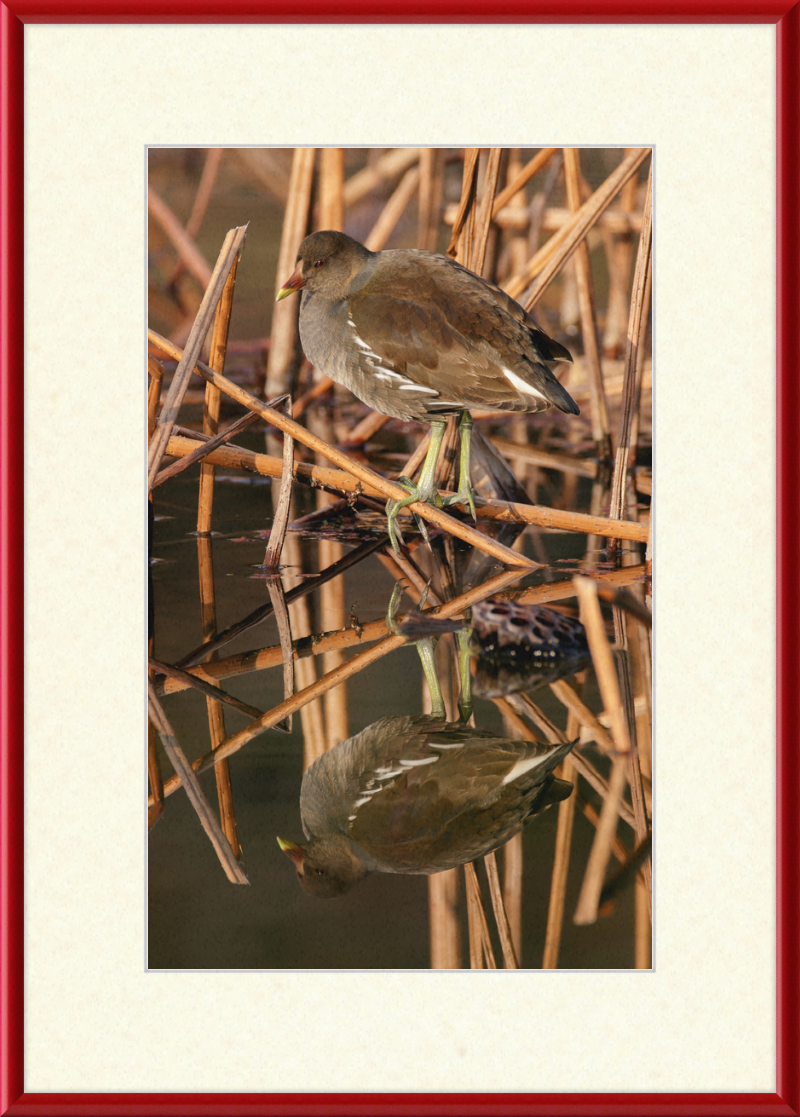 Common Moorhen in Suita, Osaka, Japan - Great Pictures Framed