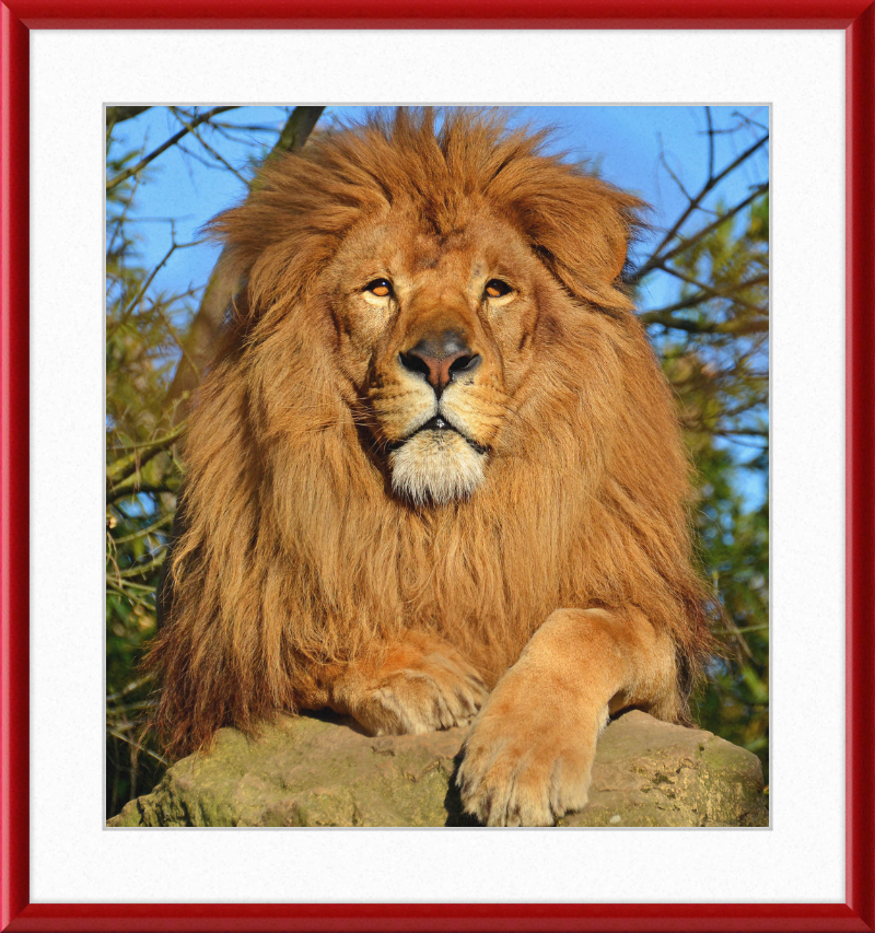 Lion d'Afrique - Great Pictures Framed