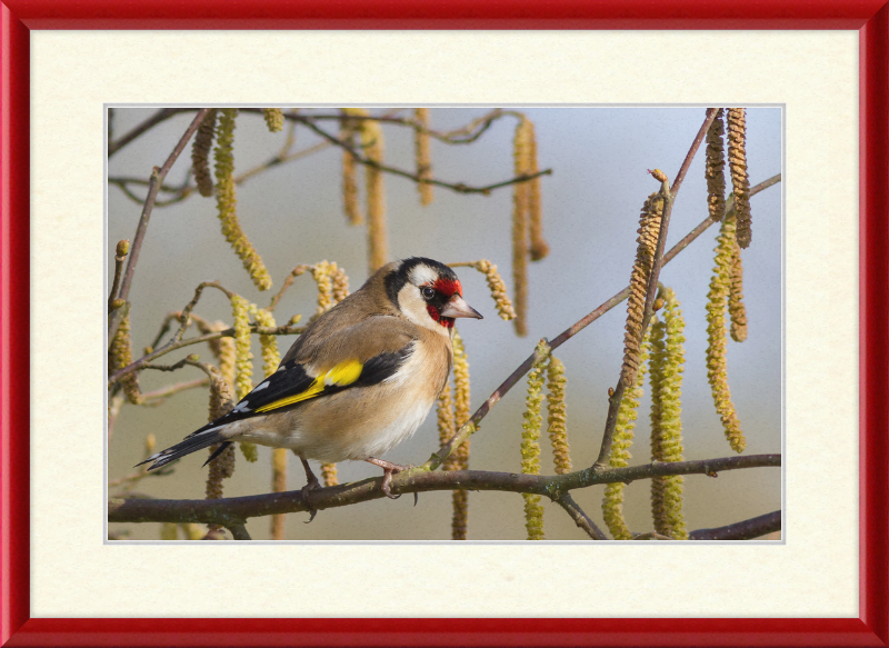 Carcar's Rufous-tailed Tailorbird - Great Pictures Framed