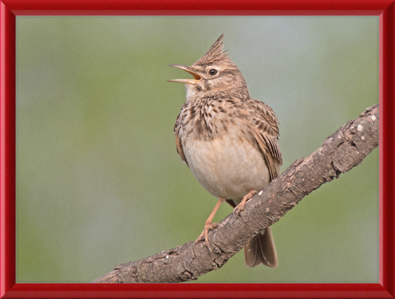 The Crested Lark - Great Pictures Framed