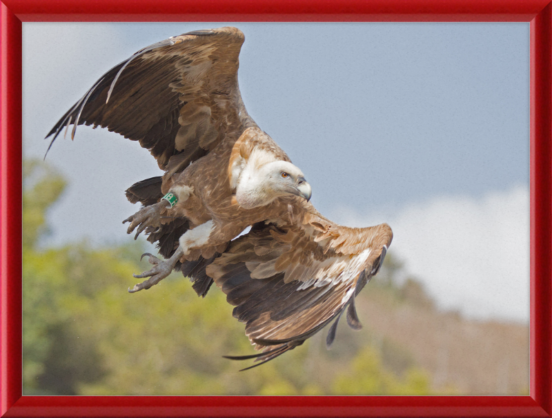 Griffon Vulture - Great Pictures Framed