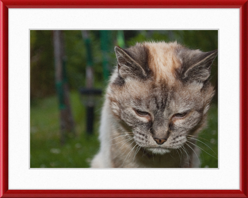 Tired 20-Year-Old Cat - Great Pictures Framed