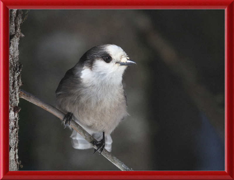 Perisoreus canadensis mercier - Great Pictures Framed