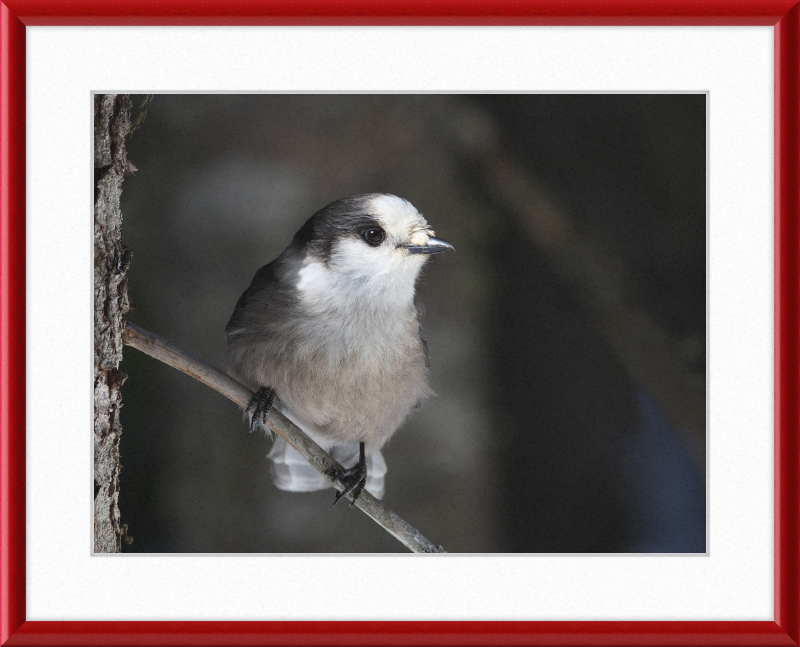 Perisoreus canadensis mercier - Great Pictures Framed