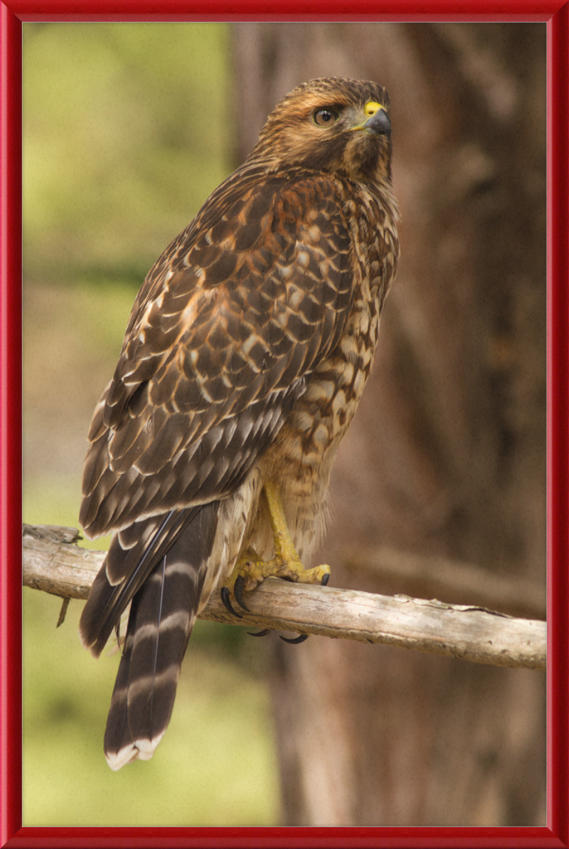 Juvenile Buteo Lineatus Elegans in the Presidio - Great Pictures Framed