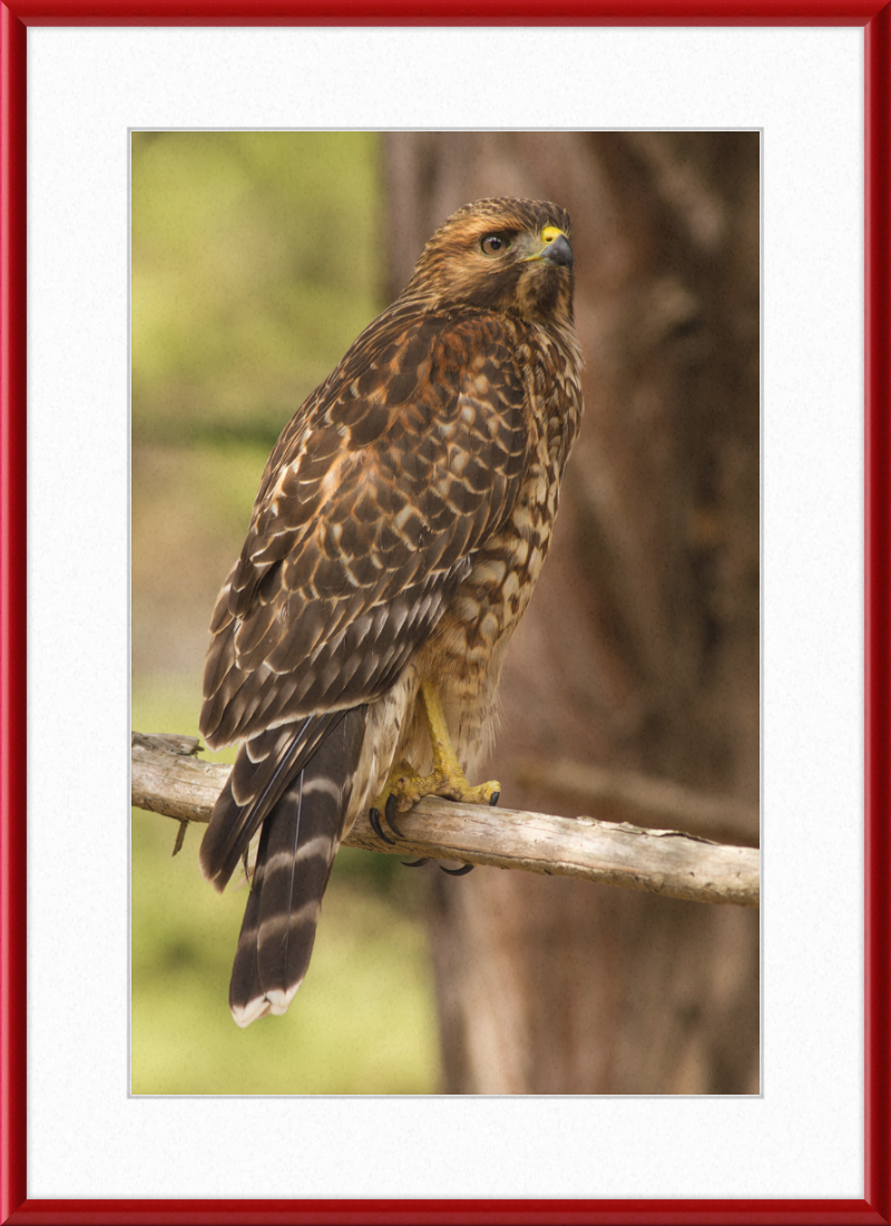 Juvenile Buteo Lineatus Elegans in the Presidio - Great Pictures Framed