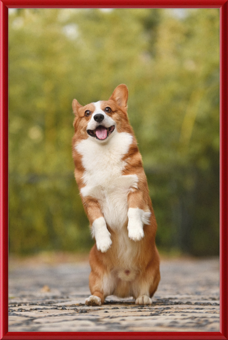 Welsh Corgi Puppy - Great Pictures Framed