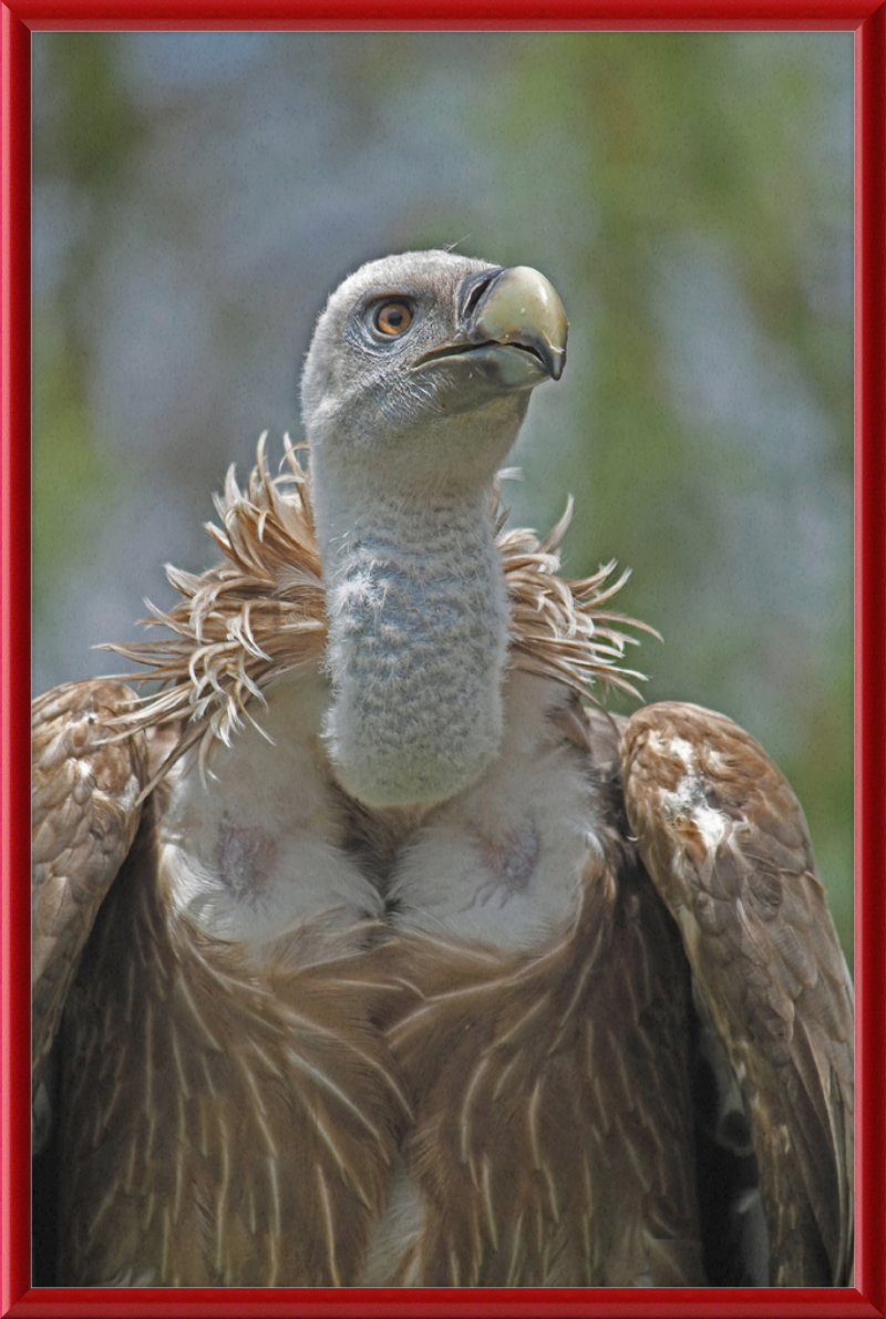 Gyps Fulvus - Great Pictures Framed