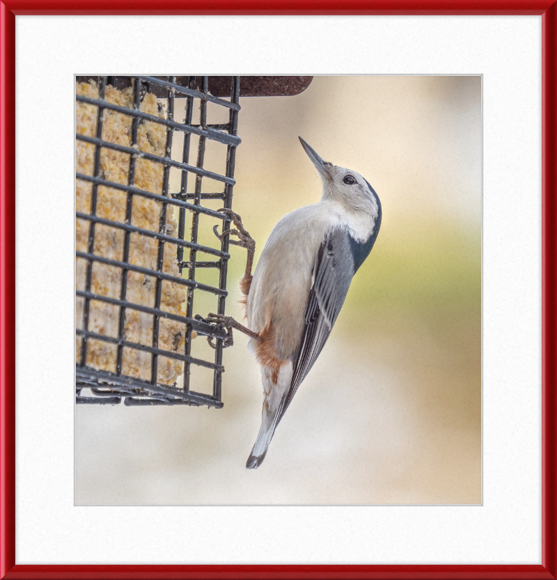 White-breasted Nuthatch - Great Pictures Framed