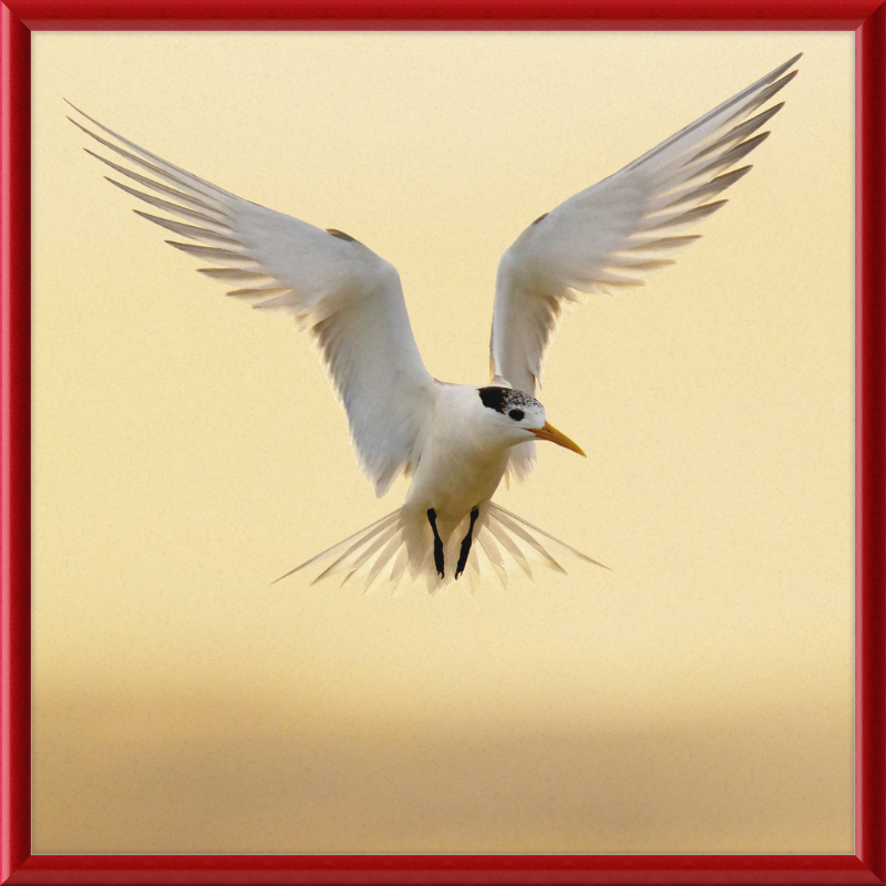 The Crested Tern - Great Pictures Framed
