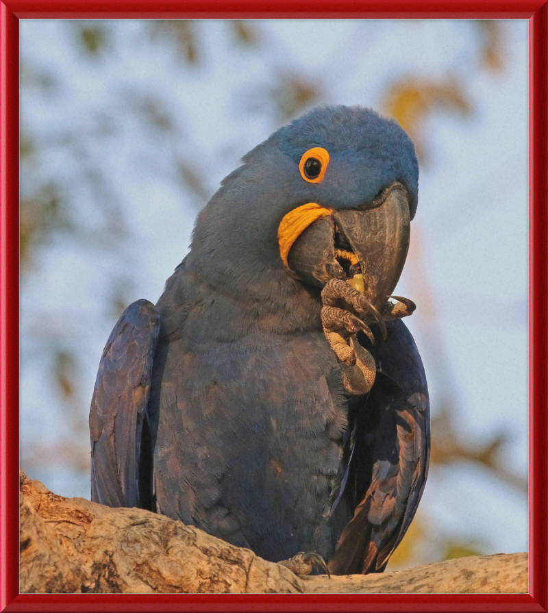 Hyacinth Macaw (Anodorhynchus Hyacinthinus) - Great Pictures Framed