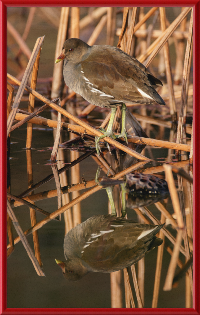 Common Moorhen in Suita, Osaka, Japan - Great Pictures Framed