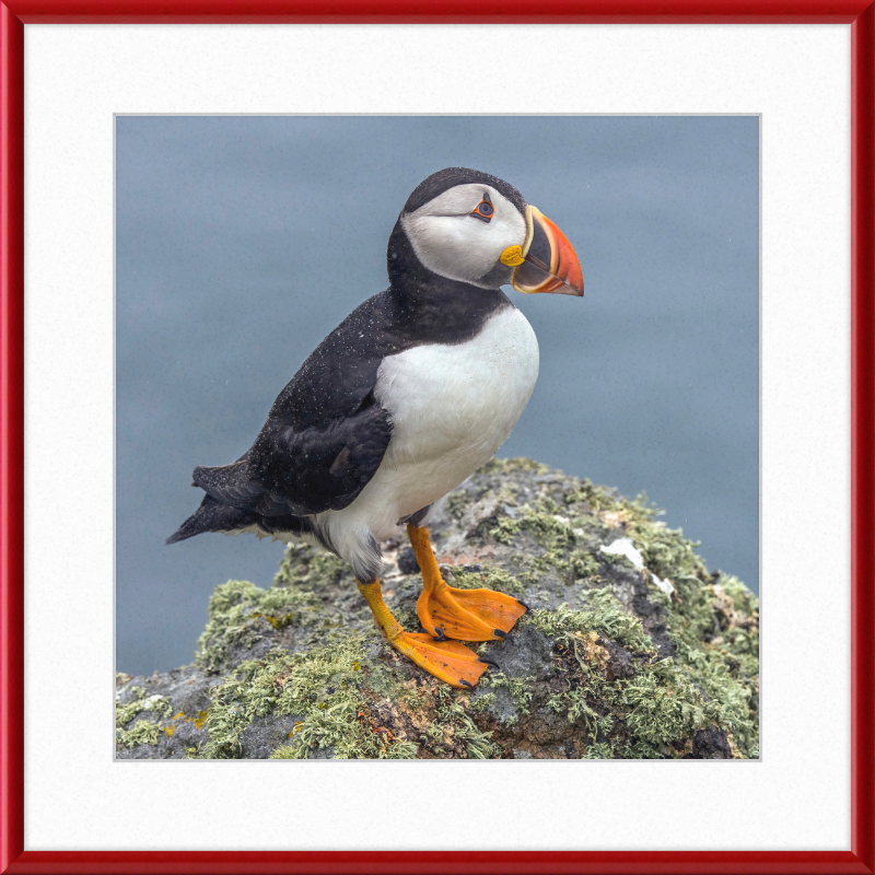 Puffin (Fratercula arctica) - Great Pictures Framed
