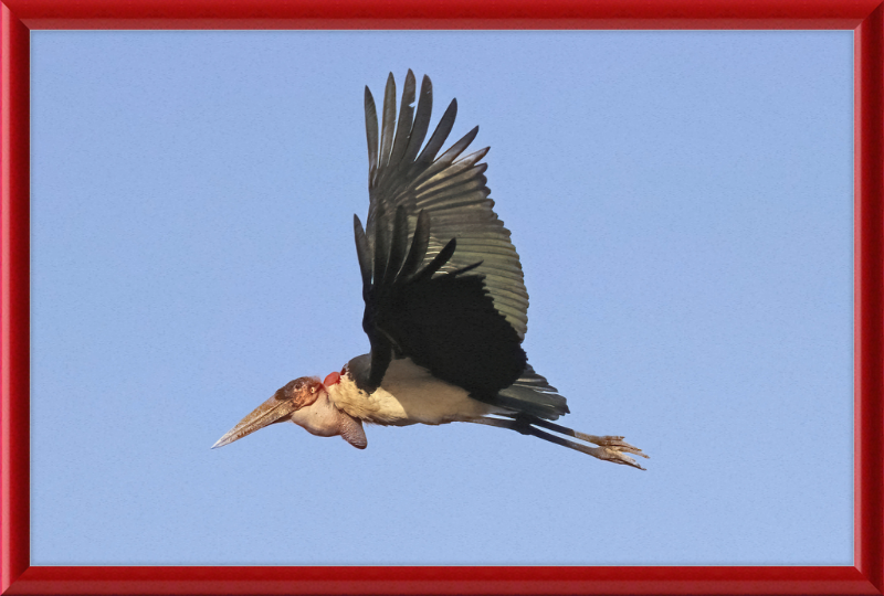 Marabou Stork (Leptoptilos crumenifer) in Flight - Great Pictures Framed
