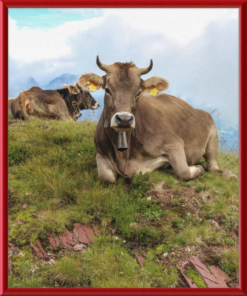 Cattle on a Hill between Zurich and Chur, Switzerland - Great Pictures Framed