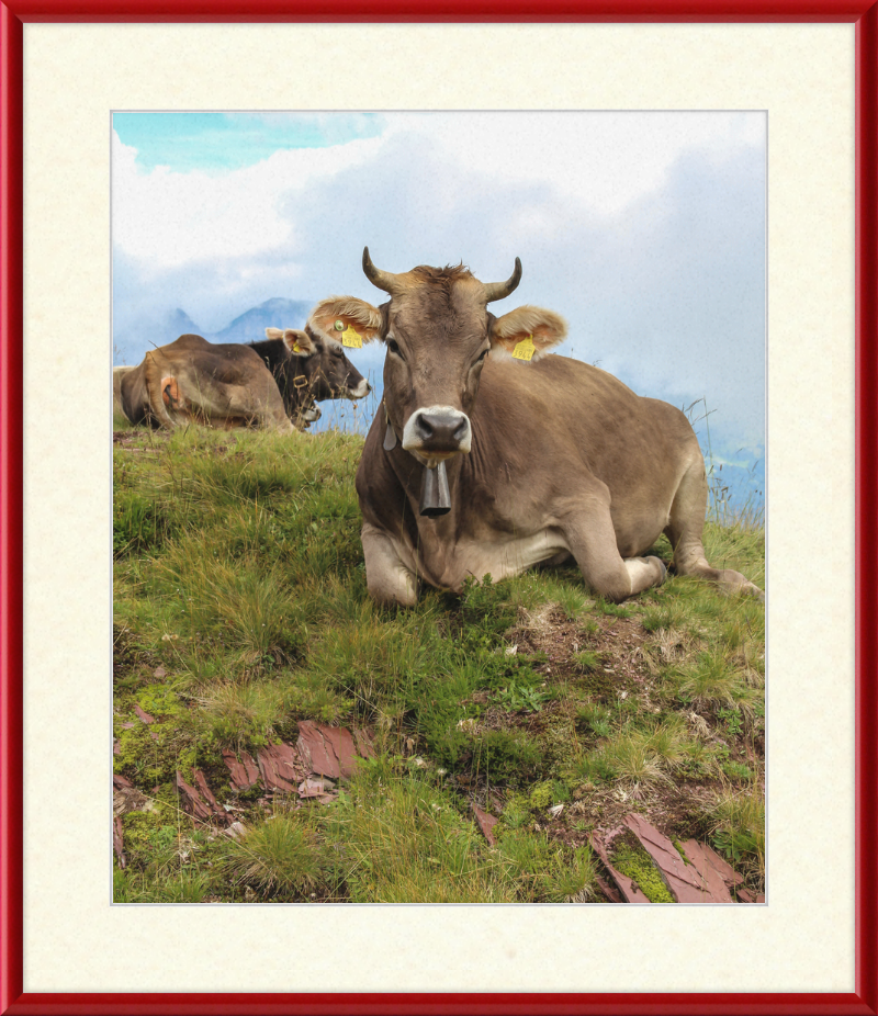 Cattle on a Hill between Zurich and Chur, Switzerland - Great Pictures Framed