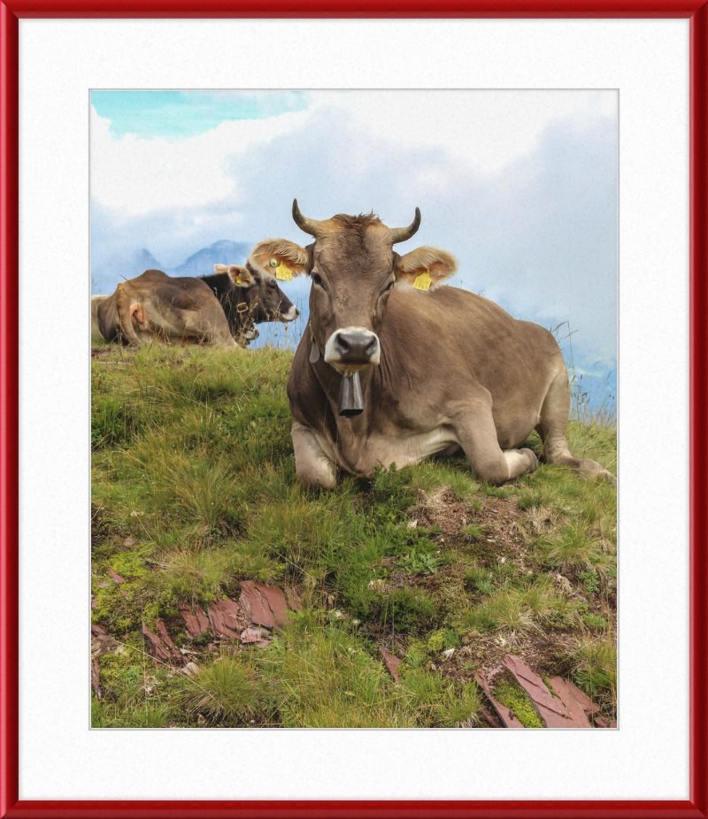 Cattle on a Hill between Zurich and Chur, Switzerland - Great Pictures Framed