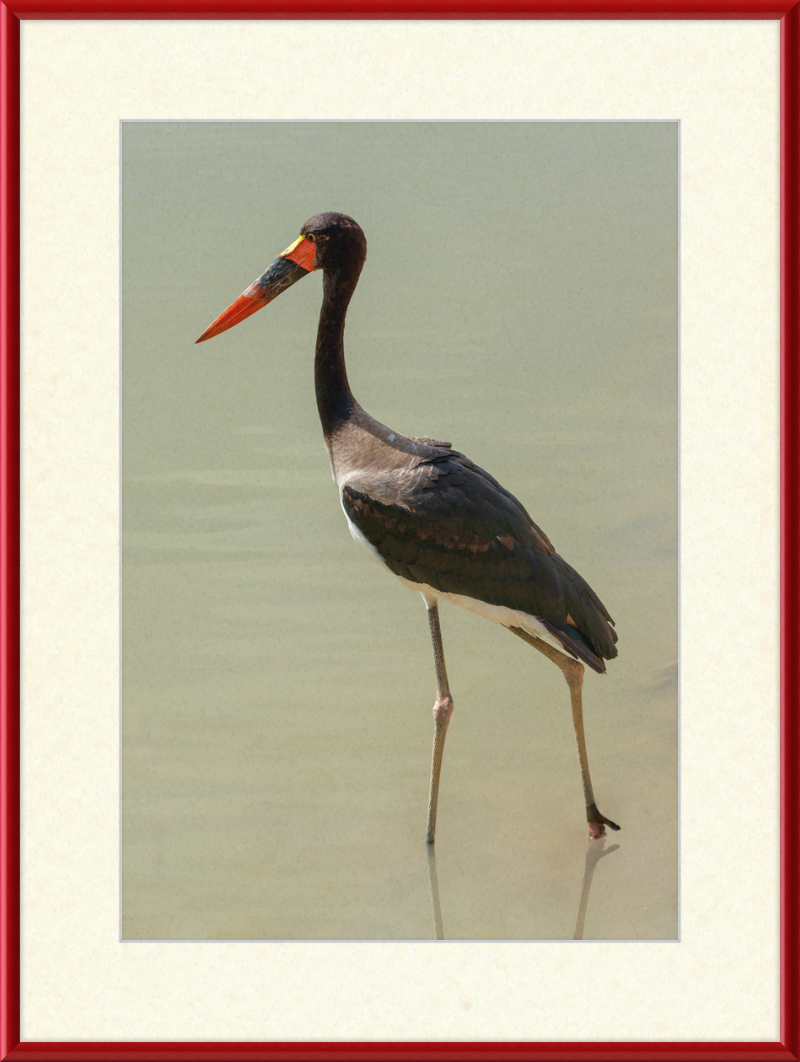 The Senegal Saddle-billed Stork at Résèrve Africaine de Sigean - Great Pictures Framed