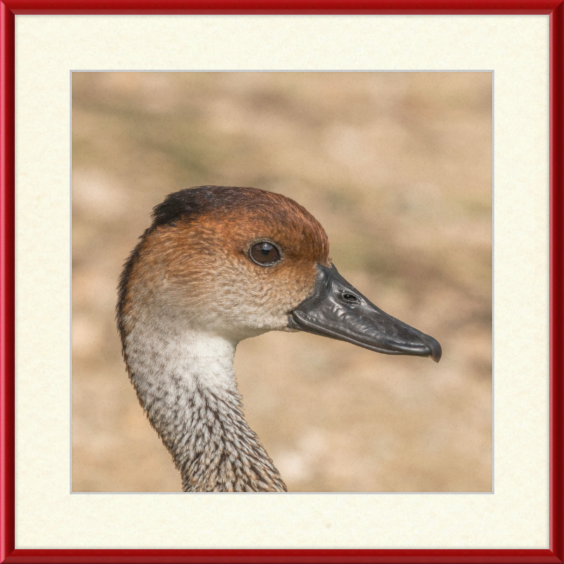 West Indian Whistling Duck - Great Pictures Framed