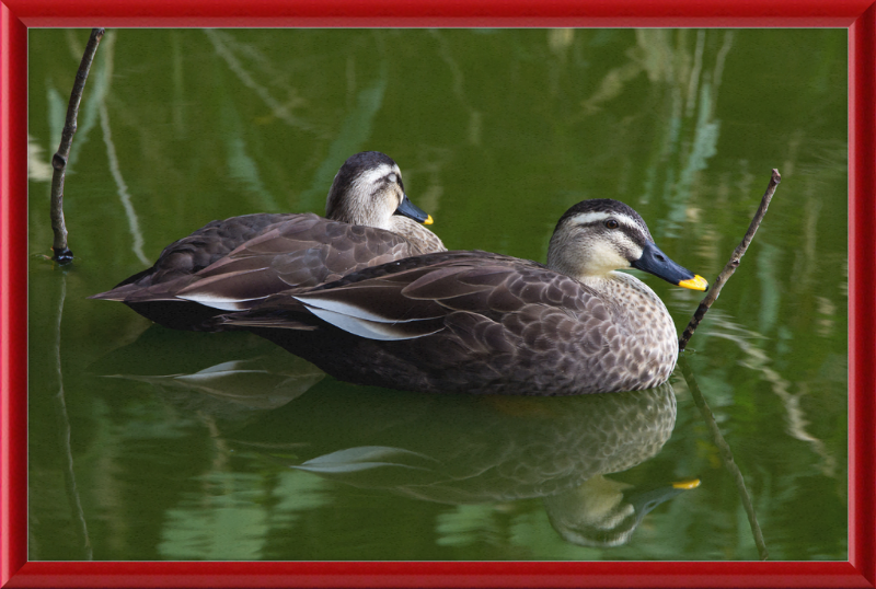 Spot-billed Duck, Tennoji Park, Osaka, Japan - Great Pictures Framed