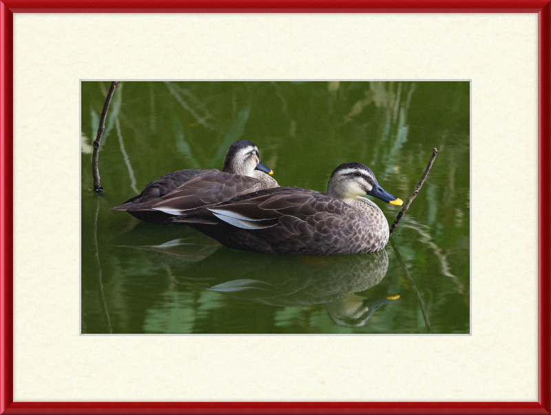 Spot-billed Duck, Tennoji Park, Osaka, Japan - Great Pictures Framed