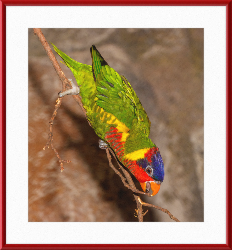 Trichoglossus Ornatus - Great Pictures Framed