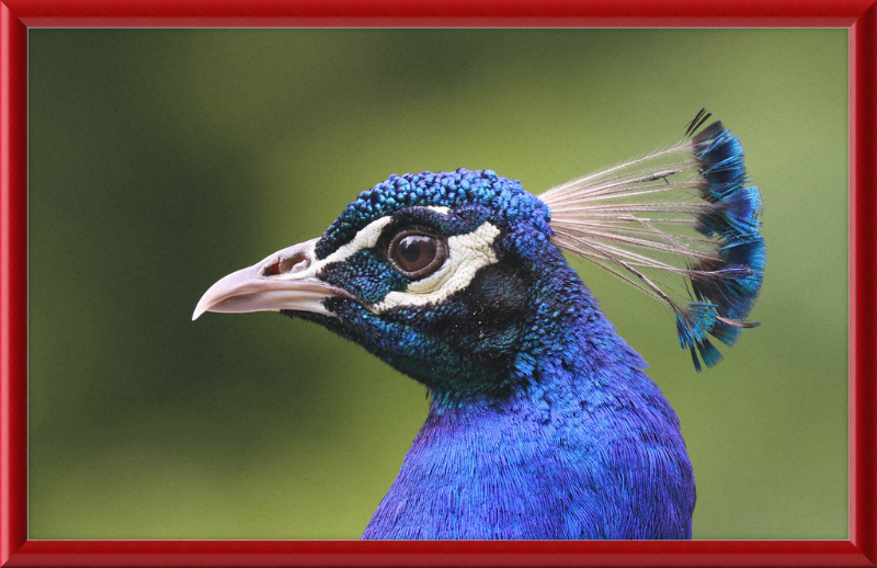 Portrait of an Indian Peafowl - Great Pictures Framed