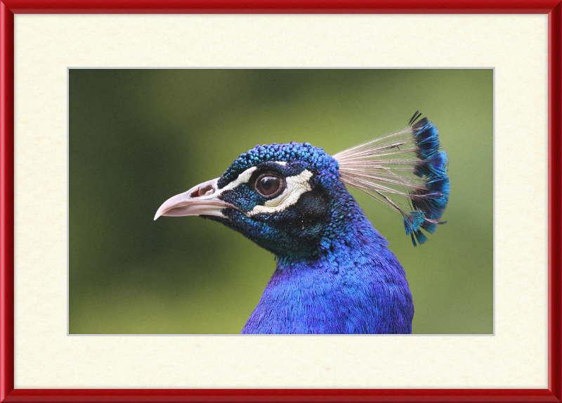 Portrait of an Indian Peafowl - Great Pictures Framed
