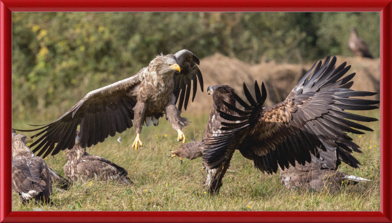 Fighting White-Tailed Eagles - Great Pictures Framed