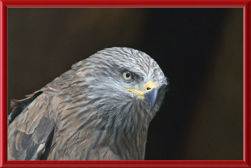 Milvus migrans - Great Pictures Framed