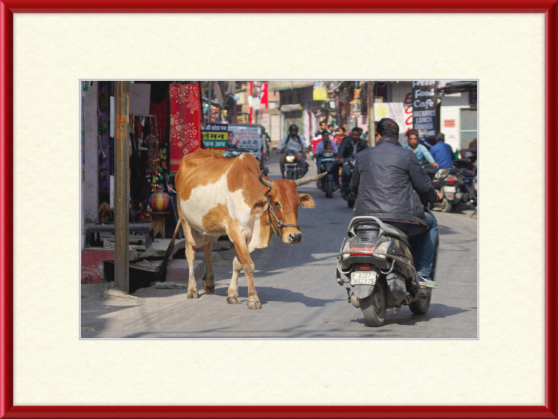 A Cow on the Streets of Udaipur - Great Pictures Framed