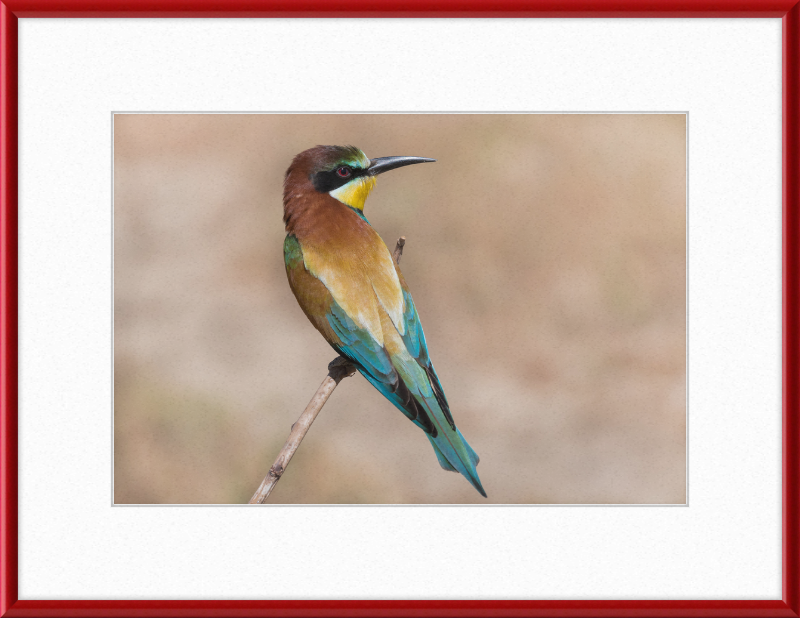 European Bee-eater - Great Pictures Framed