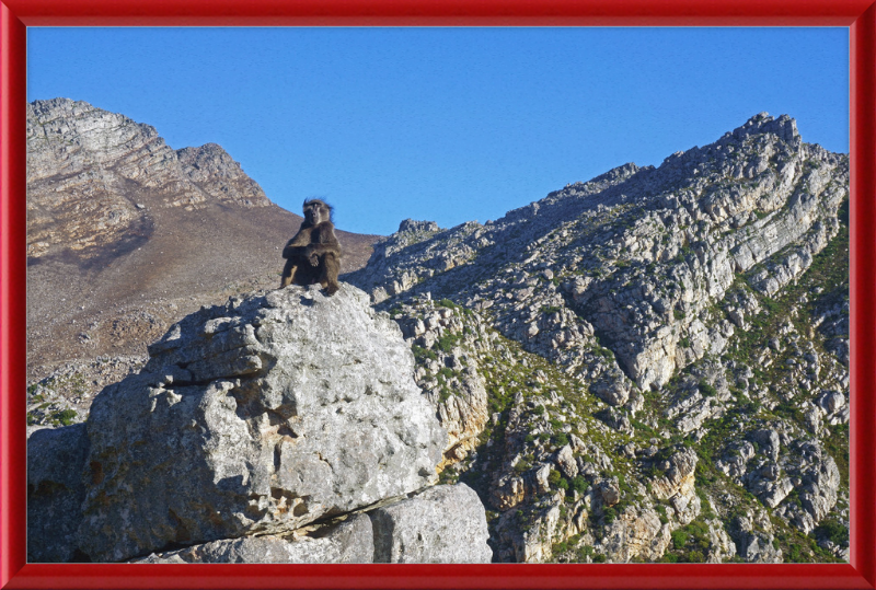 The Steenbras River Gorge Monkey - Great Pictures Framed