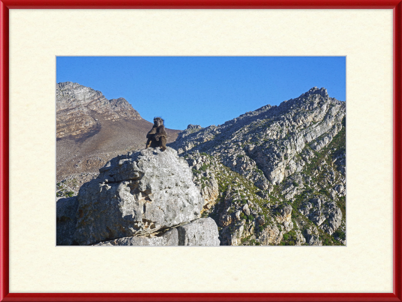 The Steenbras River Gorge Monkey - Great Pictures Framed