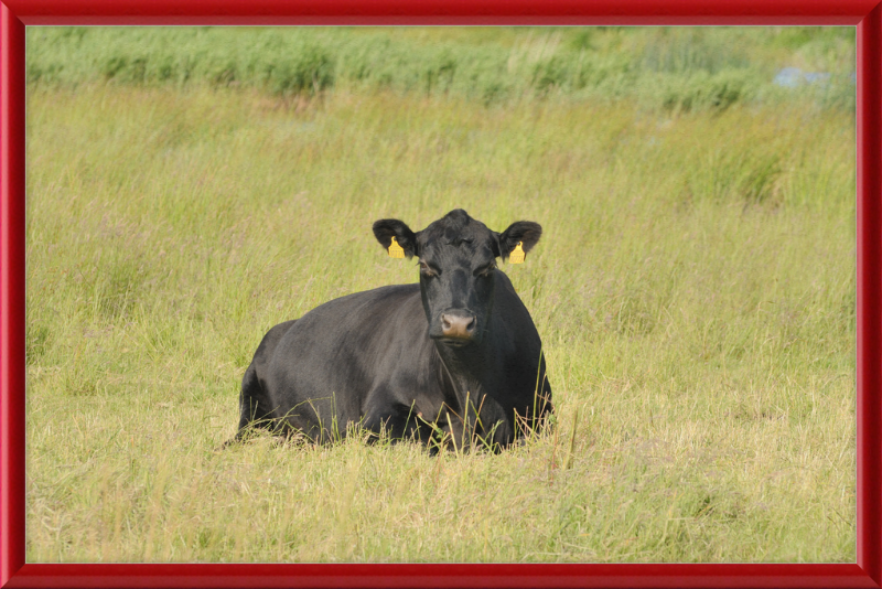 Skjern Enge - Great Pictures Framed