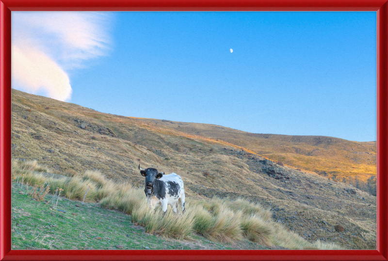 Cow in Sierra Nevada National Park - Great Pictures Framed