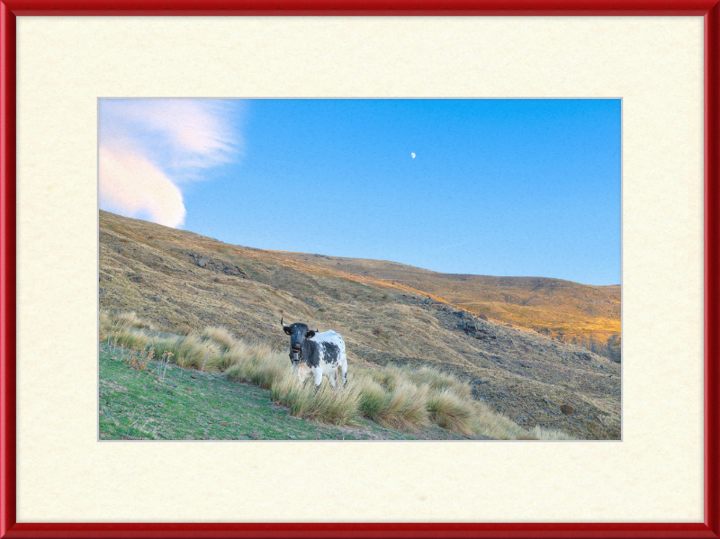 Cow in Sierra Nevada National Park - Great Pictures Framed