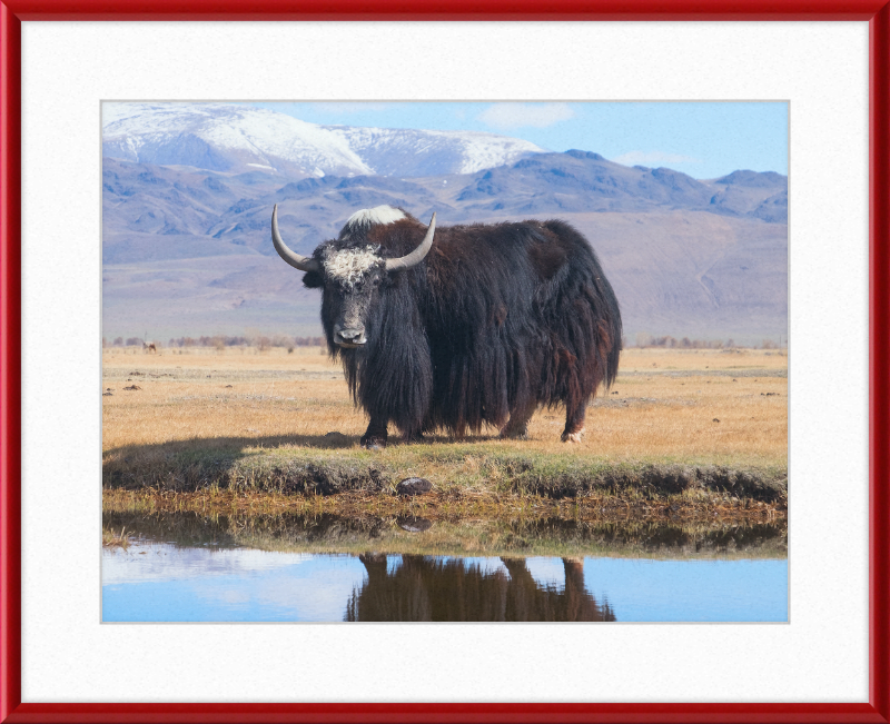 Sarlyk Yak - Great Pictures Framed