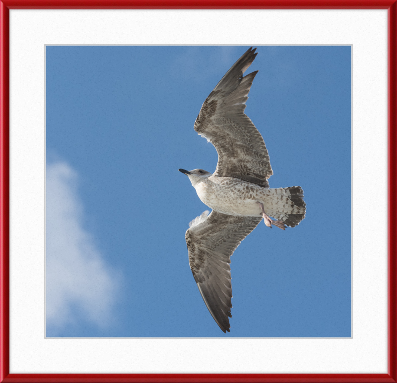 European Herring Gull (Larus Argentatus) - Great Pictures Framed