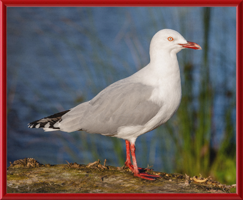 Red-billed Gull, Red Zone, Christchurch, New Zealand - Great Pictures Framed