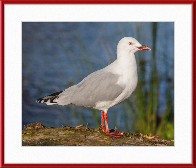 Red-billed Gull, Red Zone, Christchurch, New Zealand - Great Pictures Framed