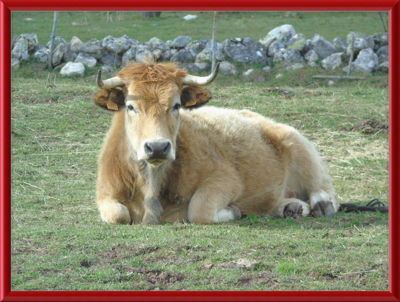 A Bull in San Emiliano - Great Pictures Framed