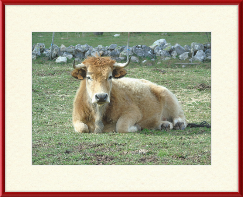 A Bull in San Emiliano - Great Pictures Framed