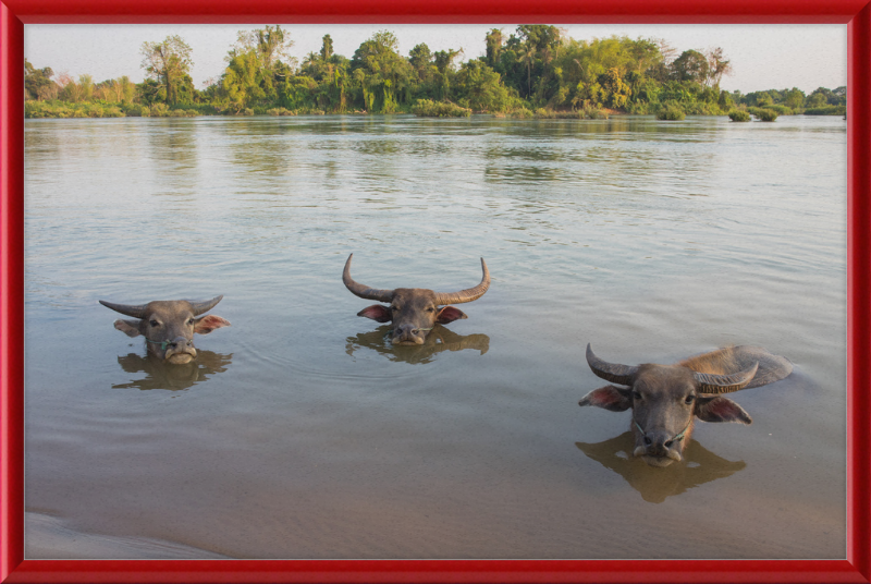 Three Buffaloes Heads Above Water in Si Phan Don - Great Pictures Framed