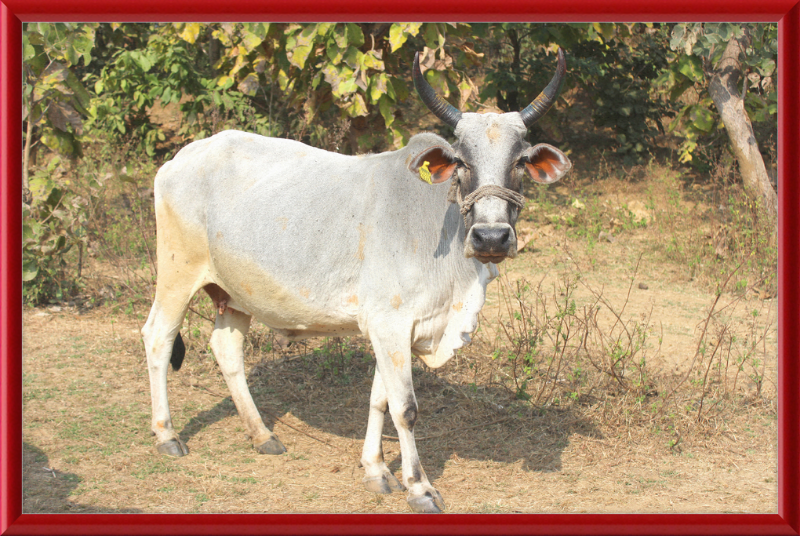 Bhopal Cow - Great Pictures Framed