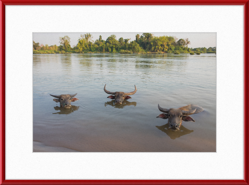 Three Buffaloes Heads Above Water in Si Phan Don - Great Pictures Framed