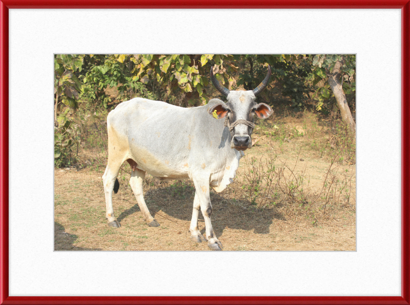 Bhopal Cow - Great Pictures Framed