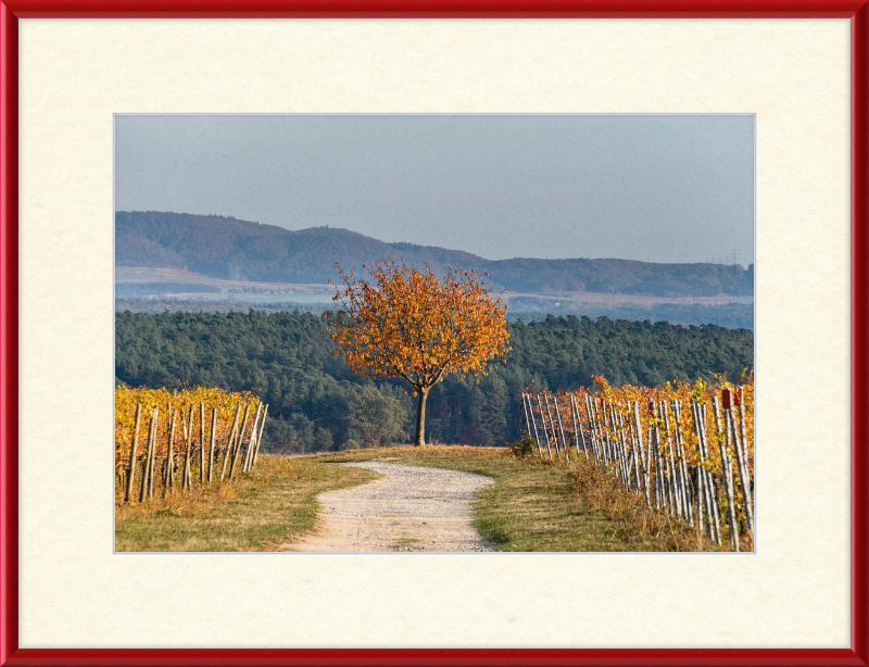 Volkach Hallburg Vineyard - Great Pictures Framed