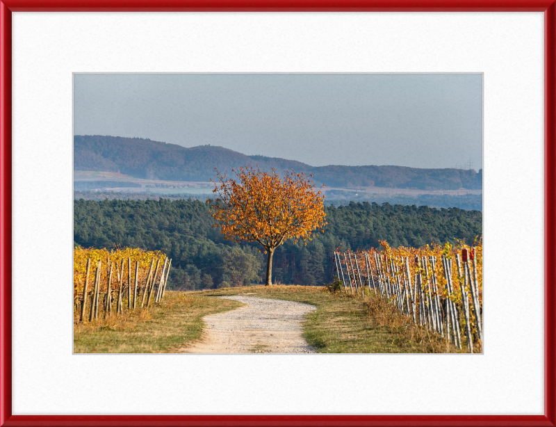 Volkach Hallburg Vineyard - Great Pictures Framed